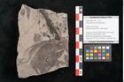 Foto (Detailansicht) von Fagus wilkinsoni Ettingshausen (NHMW-GEO-2024-0188-10147)
